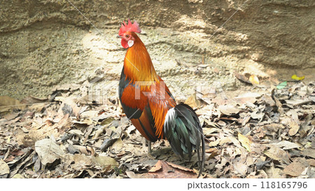 Rooster with red crest in farm Rooster with red crest in farm 118165796