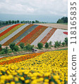 Colorful flower fields spread across Shikisai-no-Oka in Hokkaido 118165835