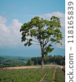 An impressive large tree stands on Shikisai Hill in Hokkaido 118165839