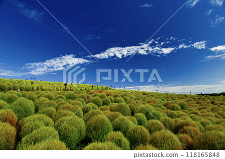 地膚在地膚山上蔓延 118165848