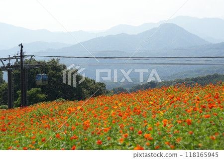 Orange yellow cosmos field Orange yellow cosmos field 118165945