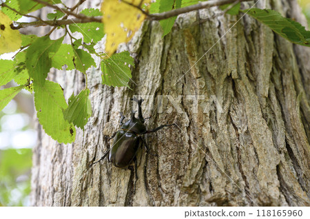 Beetles found outdoors 118165960