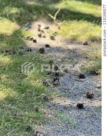 Pine cone that fell to the ground 118166077