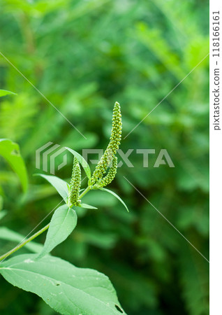 Shinano River, Yasuragi Embankment, Large Ragweed Shinano River, Yasuragi Embankment, Large Ragweed 118166161