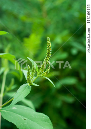 信濃川安城堤防上的大藜草 118166163