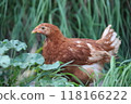 Hen in the grass 118166222