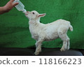 Baby goat drinking milk from artificial rearing 118166223
