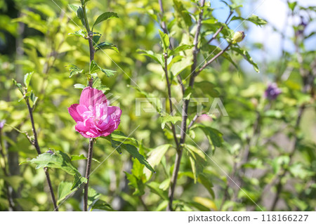 Rose of Sharon Malvaceae Rose of Sharon Malvaceae 118166227