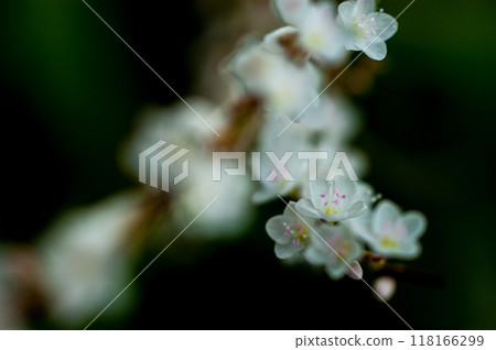 Shirobana Sakura Tade on the Yasuragi Embankment of the Shinano River 118166299