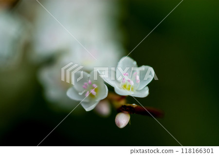 Shirobana Sakura Tade on the Yasuragi Embankment of the Shinano River 118166301