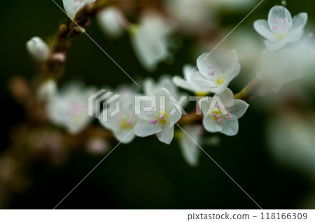 Shirobana Sakura Tade on the Yasuragi Embankment of the Shinano River 118166309