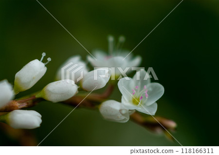 Shirobana Sakura Tade on the Yasuragi Embankment of the Shinano River 118166311
