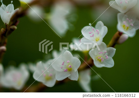 Shirobana Sakura Tade on the Yasuragi Embankment of the Shinano River 118166312