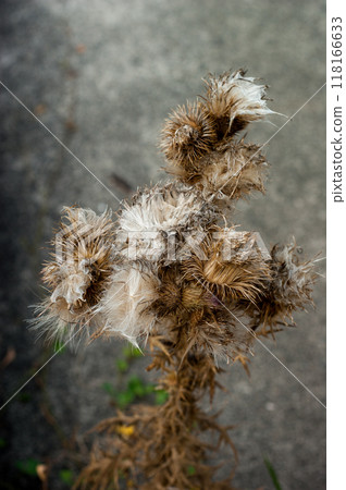 枯萎的薊 118166633