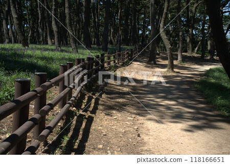 pine trees forest with purple flower bed 118166651