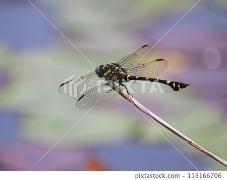 Taiwan fan-winged dragonfly perched on a branch near the water Taiwan fan-winged dragonfly perched on a branch near the water 118166706