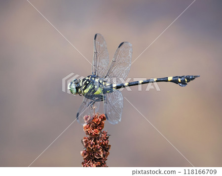 Taiwan fan-winged dragonfly at the waterside Taiwan fan-winged dragonfly at the waterside 118166709