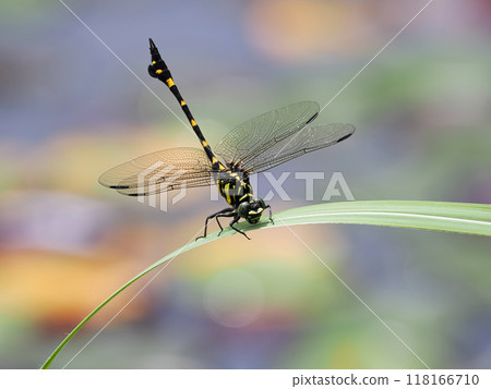 Taiwan fan-winged dragonfly resting on waterside grass Taiwan fan-winged dragonfly resting on waterside grass 118166710
