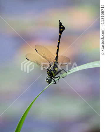 Taiwan fan-winged dragonfly resting on waterside grass Taiwan fan-winged dragonfly resting on waterside grass 118166712