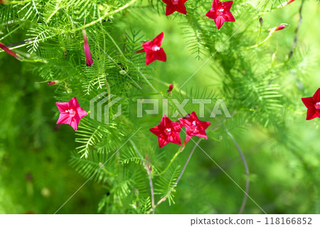 Rukosou 紅色秋花秋季素材 Rukosou 紅色秋花秋季素材 118166852