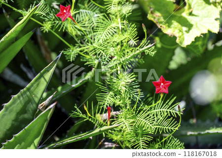 Lukousou Red Autumn Flowers Autumn Material Lukousou Red Autumn Flowers Autumn Material 118167018