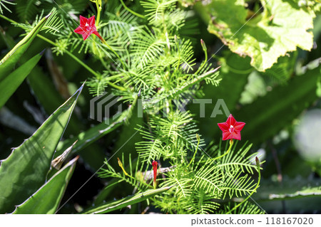 Rukosou 紅色秋花秋季素材 118167020