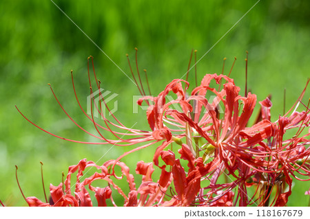 Image of autumn flowers, autumn materials, four seasons in Japan 118167679