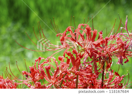 Image of autumn flowers, autumn materials, four seasons in Japan 118167684