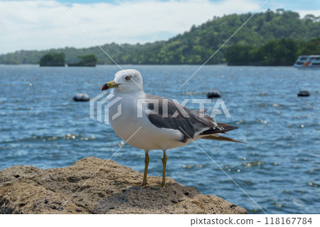 A black-tailed gull, Larus crassirostris, resting on the rocks of Matsushima Bay A black-tailed gull, Larus crassirostris, resting on the rocks of Matsushima Bay 118167784