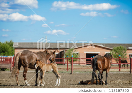horse farm, horse ranch, riding school horse farm, horse ranch, riding school 118167890
