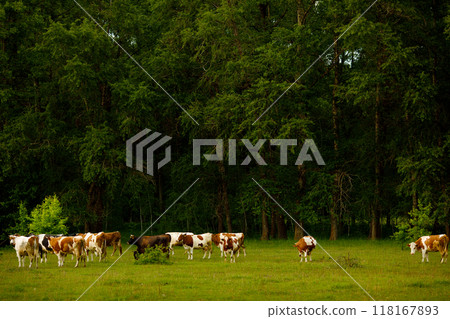 a herd of domestic cows grazes on a green meadow a herd of domestic cows grazes on a green meadow 118167893