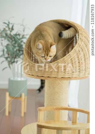 happy with cat concept with british cat play on cat house with modern home decoration background happy with cat concept with british cat play on cat house with modern home decoration background 118167933