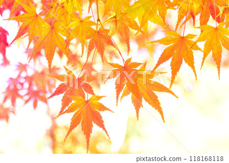 Maple trees changing color in late autumn 118168118