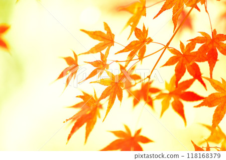 Maple trees changing color in late autumn 118168379