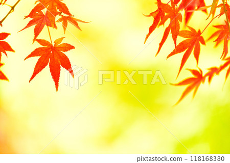 Maple trees changing color in late autumn 118168380