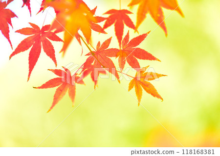 Maple trees changing color in late autumn 118168381