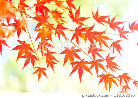 Maple trees changing color in late autumn Maple trees changing color in late autumn 118168550