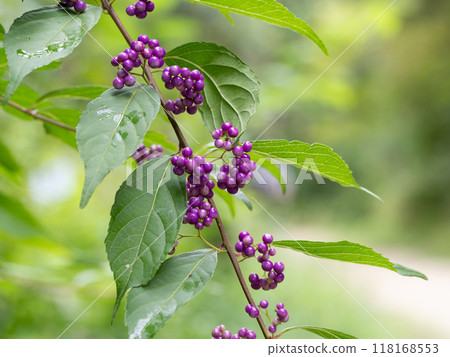 Komurasaki has glossy purple fruit 118168553