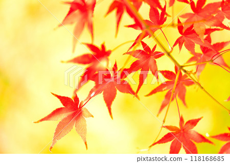 深秋楓葉變色 118168685