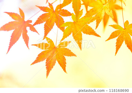 深秋楓葉變色 深秋楓葉變色 118168690