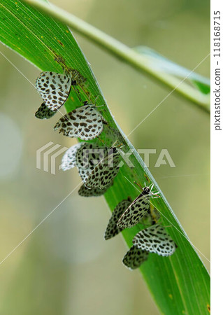 Goishijimi butterflies gather around aphids 118168715