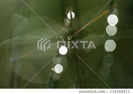 Close-up of a spider web shining with morning dew Close-up of a spider web shining with morning dew 118168811