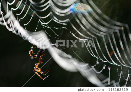 Close-up of a spider web shining with morning dew 118168819