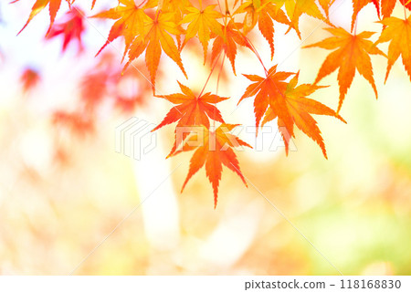 Maple trees changing color in late autumn Maple trees changing color in late autumn 118168830