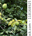 Chinese quince on the tree 118168925