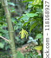 Ylang-ylang flower close-up ylang-ylang Cananga odorata 118168927