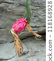 Dragon fruit before harvest 118168928