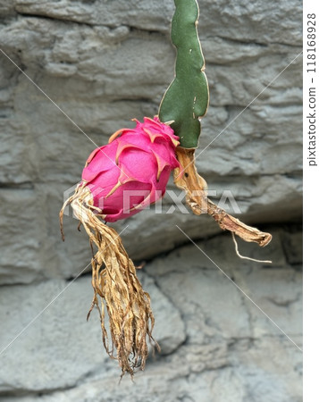 Dragon fruit before harvest 118168928