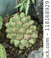 Close-up of the aggregate fruit of the octopus tree Screw Pino 118168929