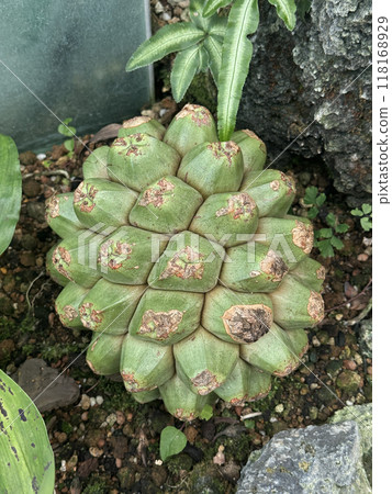 章魚果串特寫螺絲皮諾 118168929